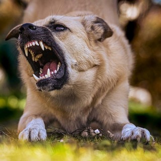 Aggredito da un cane mentre corre, la legge non lascia dubbi: la responsabilità è del padrone