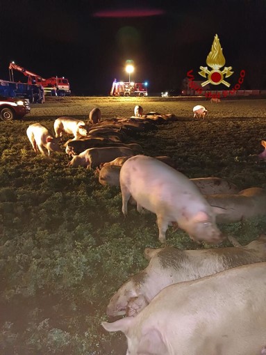 Camion per il trasporto animali si ribalta a Cavallermaggiore: ferito il conducente, morti una trentina di maiali