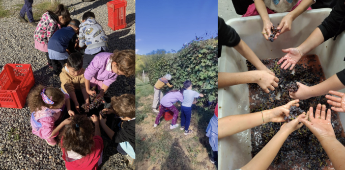 Gli alunni di Camerana e Monesiglio alla scoperta della vendemmia