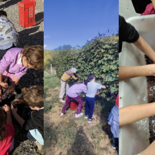 Gli alunni di Camerana e Monesiglio alla scoperta della vendemmia