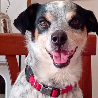 Jago è scappato da più di due mesi: la sua padrona di Bene Vagienna continua a cercarlo Jago è scappato da più di due mesi: la sua padrona di Bene Vagienna continua a cercarlo