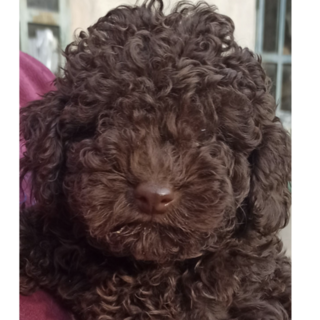 Kimi è stata portata via lo scorso 19 novembre