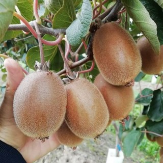 Frutta, Coldiretti Cuneo: "Sbloccati i risarcimenti 2023 e 2024 per pere e kiwi"