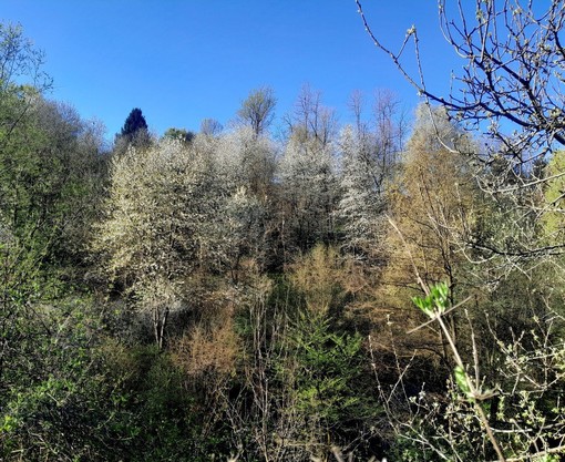 Un Natale per la natura: Langa Silvatica lancia la campagna per salvare i boschi delle Langhe Un Natale per la natura: Langa Silvatica lancia la campagna per salvare i boschi delle Langhe