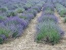 Estate al profumo di lavanda a Sale San Giovanni. Quando? Nei weekend dal 21 giugno al 6 luglio Estate al profumo di lavanda a Sale San Giovanni. Quando? Nei weekend dal 21 giugno al 6 luglio