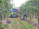 Operazioni di raccolta in un frutteto in provincia di Cuneo
