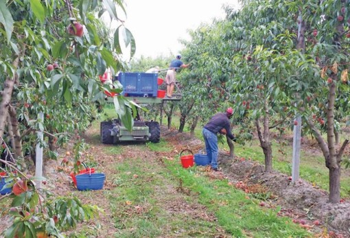Operazioni di raccolta in un frutteto in provincia di Cuneo