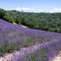 Lo spettacolo viola della lavanda a Sale San Giovanni
