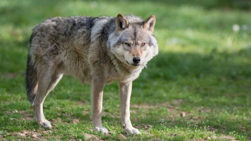 La denuncia di Coldiretti: "Un vitello predato dai lupi all'interno di una stalla nella pianura del Morozzese, serve intervenire"