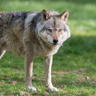La denuncia di Coldiretti: "Un vitello predato dai lupi all'interno di una stalla nella pianura del Morozzese, serve intervenire" La denuncia di Coldiretti: "Un vitello predato dai lupi all'interno di una stalla nella pianura del Morozzese, serve intervenire"