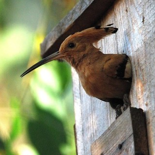 “L’Oasi della fotografia”: un weekend di birdwatching e scatti naturalistici ai Canapali di Magliano Alfieri