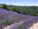 Lo spettacolo viola della lavanda a Sale San Giovanni Lo spettacolo viola della lavanda a Sale San Giovanni