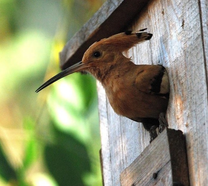 “L’Oasi della fotografia”: un weekend di birdwatching e scatti naturalistici ai Canapali di Magliano Alfieri