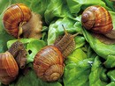 A Cherasco tornano le lumache A Cherasco tornano le lumache