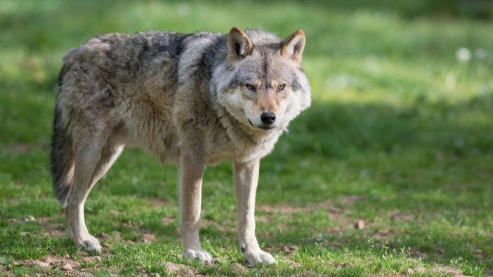 La denuncia di Coldiretti: "Un vitello predato dai lupi all'interno di una stalla nella pianura del Morozzese, serve intervenire"