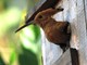 “L’Oasi della fotografia”: un weekend di birdwatching e scatti naturalistici ai Canapali di Magliano Alfieri
