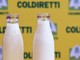 Latte, Coldiretti Cuneo: "L'agroindustria valorizzi le produzioni del territorio"