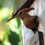 “L’Oasi della fotografia”: un weekend di birdwatching e scatti naturalistici ai Canapali di Magliano Alfieri