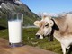 Cura Italia: Lega, bene approvazione Odg in difesa delle stalle che producono latte italiano