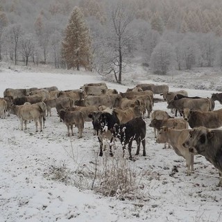 Mandria sorpresa dalla neve a San Michele di Prazzo