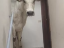 La mucca Donoga sulle scale al terzo piano di un condominio di Limone La mucca Donoga sulle scale al terzo piano di un condominio di Limone