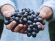 Crisi del vino, il grido dall'allarme della Cia: "La Regione difenda il prezzo delle uve per garantire dignità e futuro alle aziende e ai territori"