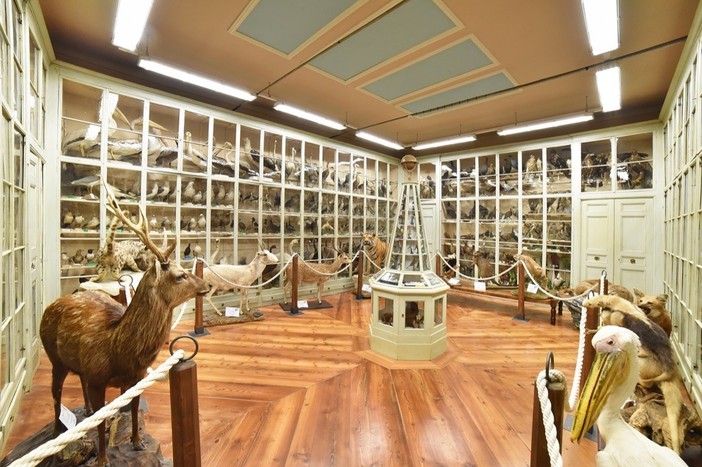 Il Museo Civico Craveri di Storia Naturale è indicato tra i luoghi simbolo da riscoprire Il Museo Civico Craveri di Storia Naturale è indicato tra i luoghi simbolo da riscoprire