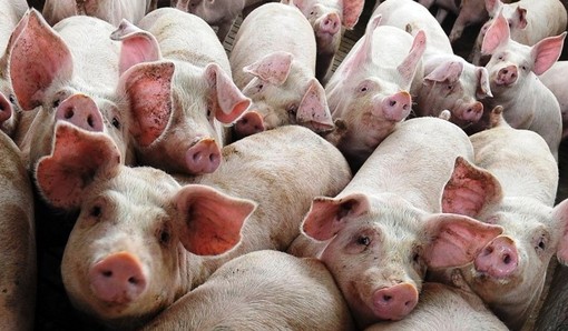 immagine di repertorio immagine di repertorio