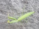 Una mantide religiosa Una mantide religiosa