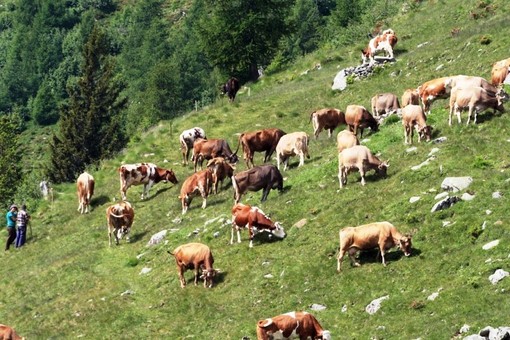 Mucche al pascolo, immagine di repertorio Mucche al pascolo, immagine di repertorio