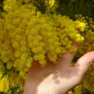 Festa della donna: perché si regalano le mimose?