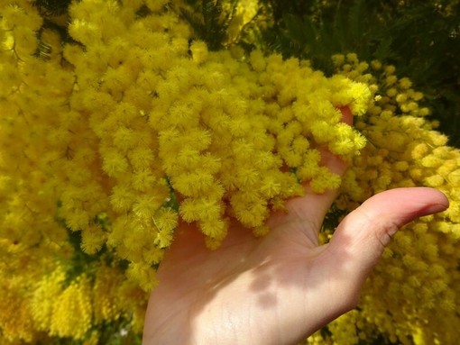 Festa della donna: perché si regalano le mimose?