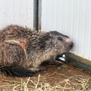Trova il garage devastato e chiama i vigili del fuoco, il "colpevole" una marmotta nascosta nel vano motore dell'auto
