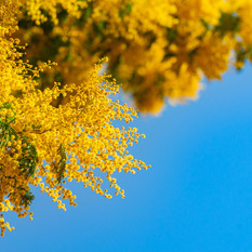 La Granda in festa per l'8 marzo: dalla musica di De André al tartufo nero, una domenica tra cultura e tradizione