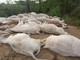 Vacche avvelenate dal sorgo a Sommariva del Bosco, la CIA: &quot;Allevatori esasperati da siccità e costi&quot;