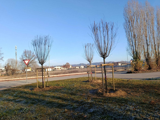 Bra: verde urbano, al via il programma di interventi della stagione invernale