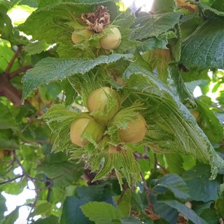 “Al momento le piante di nocciole sono cariche del frutto, ma fino a metà luglio la produzione è a rischio”