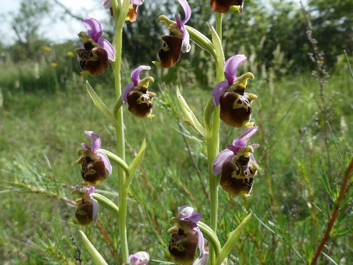 Orchidea selvatica, immagine di repertorio Orchidea selvatica, immagine di repertorio