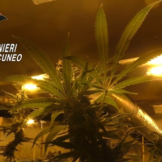 Coltivavano cannabis in serre abusive per pagare la cocaina da spacciare: undici arresti [VIDEO]