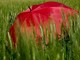 In Piemonte l'estate meteorologica inizia con l'allerta gialla per temporali In Piemonte l'estate meteorologica inizia con l'allerta gialla per temporali