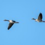 Due semplari di Oca selvatica in transito nella zona umida dell'oasi di Racconigi