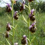Orchidea selvatica, immagine di repertorio Orchidea selvatica, immagine di repertorio