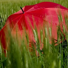 In Piemonte l'estate meteorologica inizia con l'allerta gialla per temporali In Piemonte l'estate meteorologica inizia con l'allerta gialla per temporali