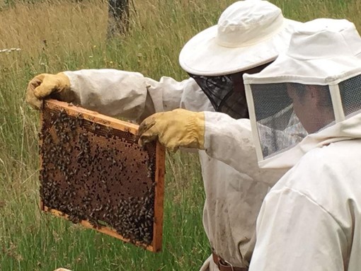 La produzione di miele primaverile è andata male...