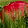 In Piemonte l'estate meteorologica inizia con l'allerta gialla per temporali