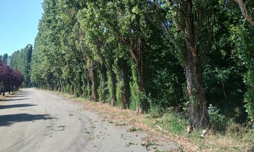 Abbattimento dei pioppi a Montà, le associazioni chiedono al Comune un tavolo per salvarli: "Madre terra ci ringrazierà" Abbattimento dei pioppi a Montà, le associazioni chiedono al Comune un tavolo per salvarli: "Madre terra ci ringrazierà"
