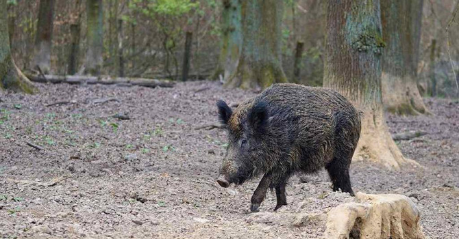 Peste Suina Africana, nessun nuovo caso in Piemonte: in Granda le positività restano 10 Peste Suina Africana, nessun nuovo caso in Piemonte: in Granda le positività restano 10