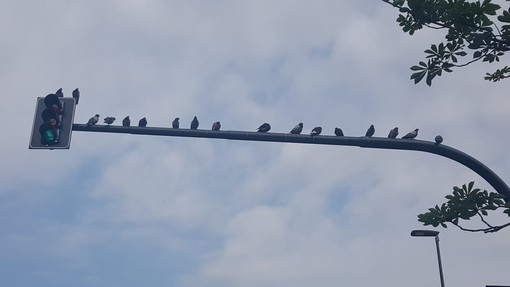 Una buffa fila di piccioni appollaiati sul braccio del semaforo...