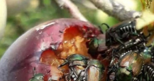 Popillia japonica, Coldiretti Cuneo sollecita la Regione: "Urgente individuare nuovi metodi di lotta" Popillia japonica, Coldiretti Cuneo sollecita la Regione: "Urgente individuare nuovi metodi di lotta"