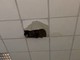 Crolla una porzione di soffitto ai licei di Mondovì [VIDEO]